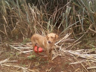 Cão abandonado no aterro sanitário municipal