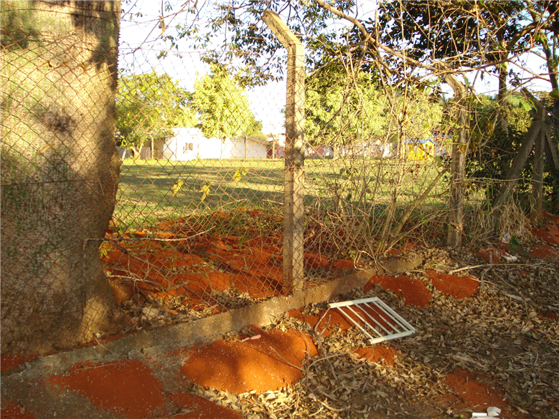 Formigueiro ocupa grande área no Parque Rochelle, preocupando moradores