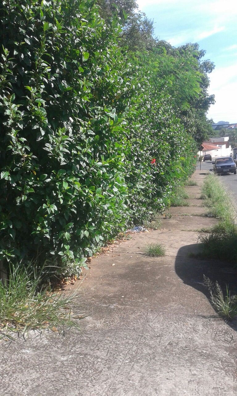 Cerca viva no entorno da escola tem preocupado moradores