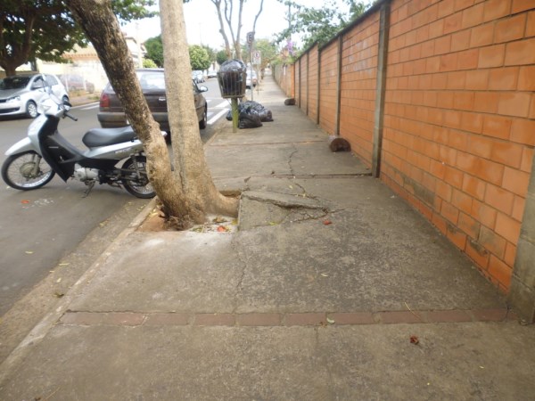 Raízes estão danificando a calçada em frente a escola