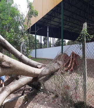 Ventos fortes derrubaram árvore sobre alambrado da escola